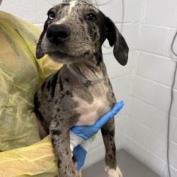 Shelter Stray Male Dog last seen , 1901 N 31st Ave, Hattiesburg, MS 39401, USA
