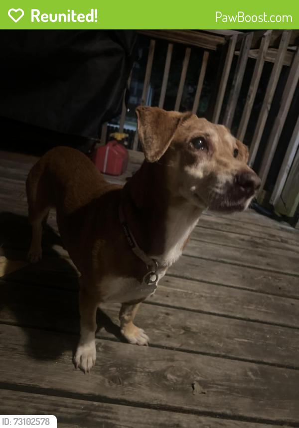 Reunited Female Dog last seen Bevo Mill, St. Louis, MO 63116