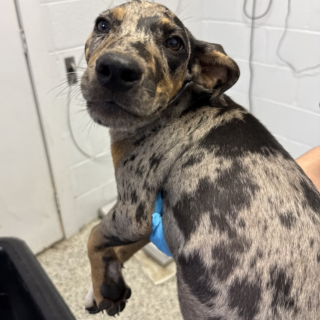 Shelter Stray Male Dog last seen , 1901 N 31st Ave, Hattiesburg, MS 39401, USA