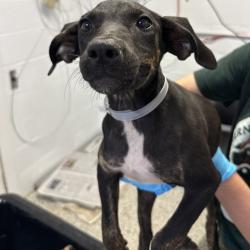 Shelter Stray Female Dog last seen , 1901 N 31st Ave, Hattiesburg, MS 39401, USA