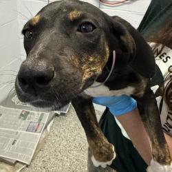 Shelter Stray Female Dog last seen , 1901 N 31st Ave, Hattiesburg, MS 39401, USA