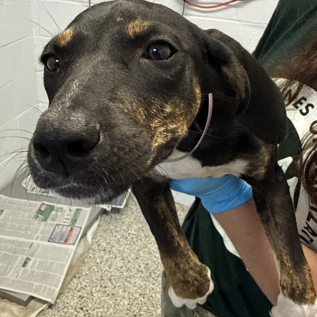 Shelter Stray Female Dog last seen , 1901 N 31st Ave, Hattiesburg, MS 39401, USA