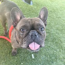 Shelter Stray Female Dog last seen , Animal Care & Control Team of Philly, 111 W Hunting Park Ave, Philadelphia, PA 19140, USA