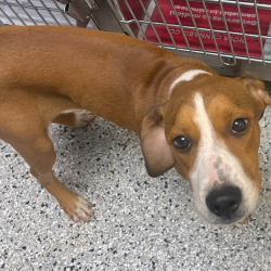 Shelter Stray Female Dog last seen , 1901 N 31st Ave, Hattiesburg, MS 39401, USA