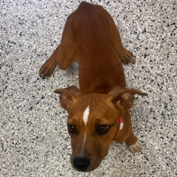 Shelter Stray Female Dog last seen , 1901 N 31st Ave, Hattiesburg, MS 39401, USA