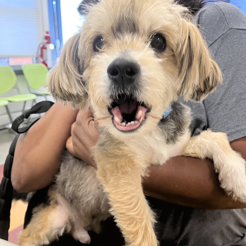 Shelter Stray Male Dog last seen , Animal Care & Control Team of Philly, 111 W Hunting Park Ave, Philadelphia, PA 19140, USA