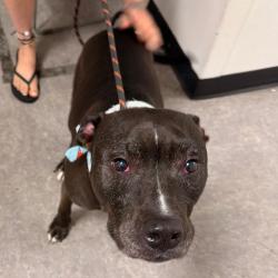 Shelter Stray Male Dog last seen , Animal Care & Control Team of Philly, 111 W Hunting Park Ave, Philadelphia, PA 19140, USA