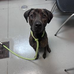Shelter Stray Male Dog last seen , 4900 Milgen Rd, Columbus, GA 31907, USA
