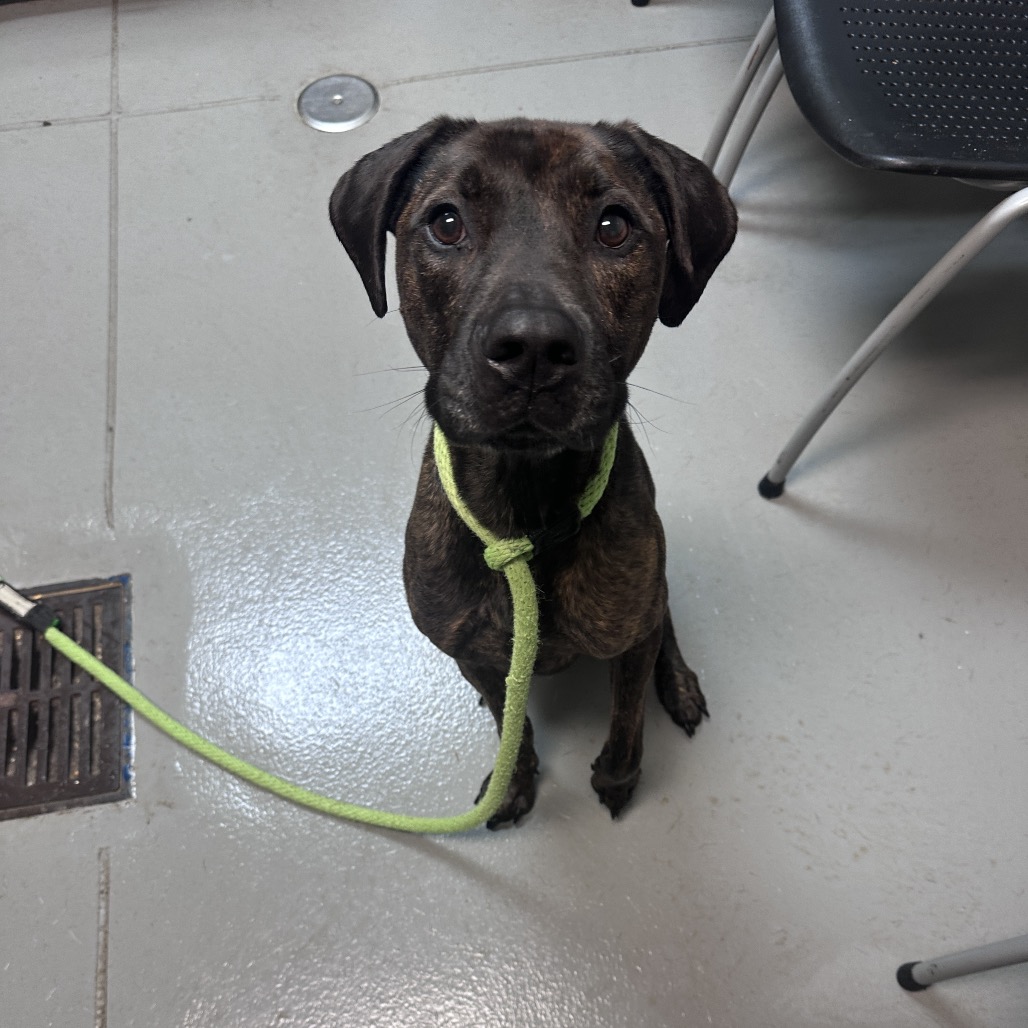 Shelter Stray Male Dog last seen , 4900 Milgen Rd, Columbus, GA 31907, USA