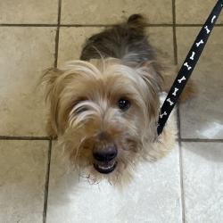 Shelter Stray Male Dog last seen , 4900 Milgen Rd, Columbus, GA 31907, USA