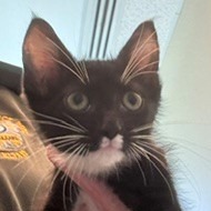 Shelter Stray Male Cat last seen , 3428 S Jenkins Ave, Norman, OK 73072, USA