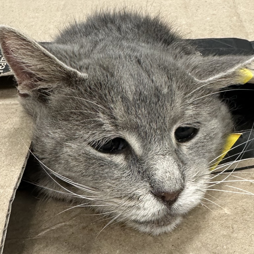 Shelter Stray Female Cat last seen , 980 Guilford College Rd, Greensboro, NC 27409, USA