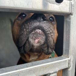 Shelter Stray Female Dog last seen , 980 Guilford College Rd, Greensboro, NC 27409, USA