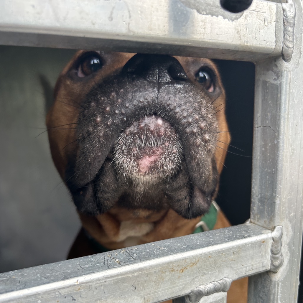 Shelter Stray Female Dog last seen , 980 Guilford College Rd, Greensboro, NC 27409, USA