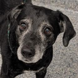Shelter Stray Female Dog last seen , 328 Furman Hall Rd, Greenville, SC 29609, USA