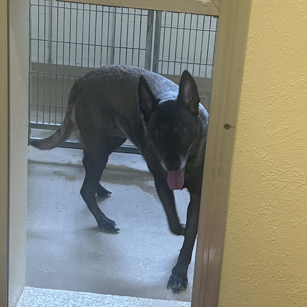 Shelter Stray Female Dog last seen , 14 Forever Friend Ln, Asheville, NC 28806, USA
