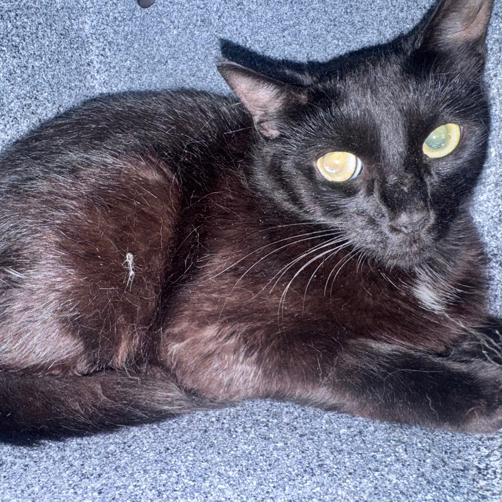 Shelter Stray Female Cat last seen , 328 Furman Hall Rd, Greenville, SC 29609, USA