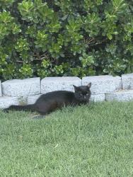 Found/Stray Unknown Cat last seen mineral springs rd, laurel rd, Lexington, SC 29073