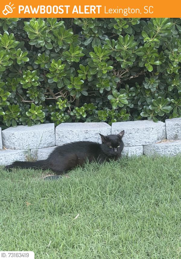 Found/Stray Unknown Cat last seen mineral springs rd, laurel rd, Lexington, SC 29073