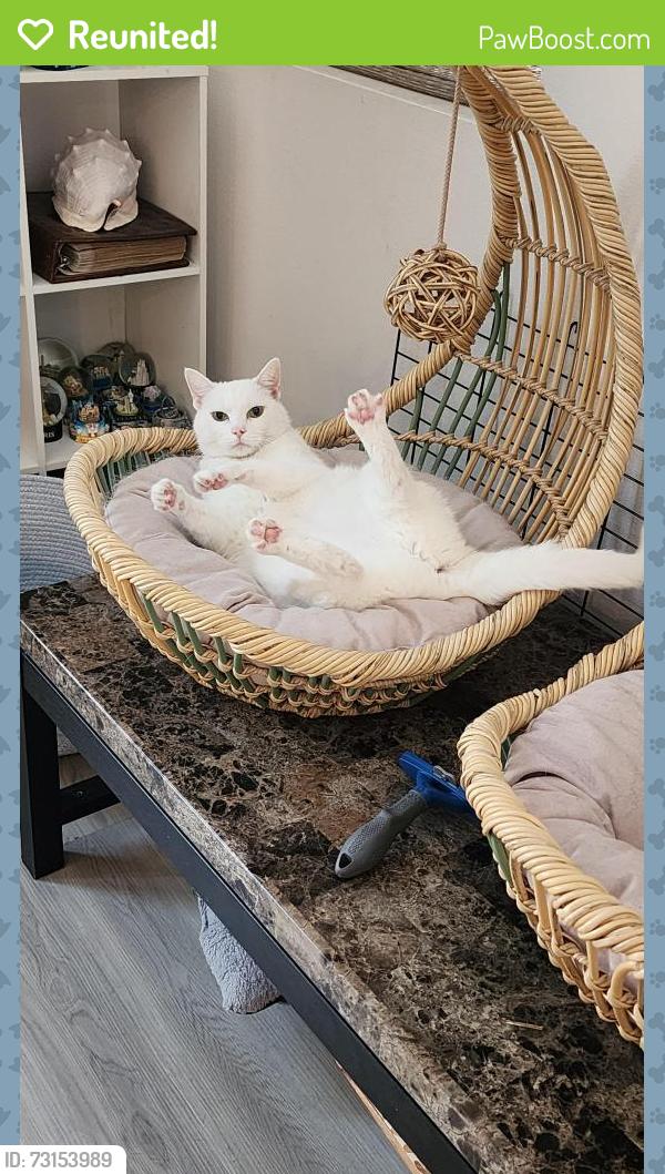 Reunited Female Cat last seen Friendship Park, Temecula, CA 92592