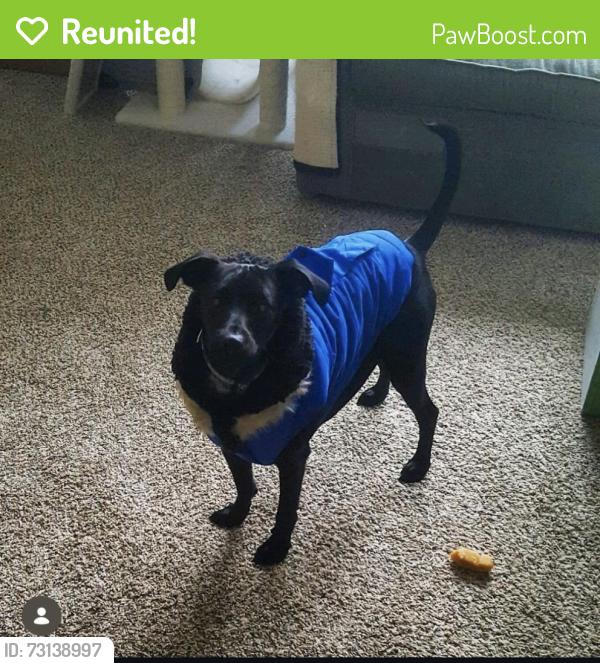 Reunited Male Dog last seen Portage St, Cork St, near Emerald Park apmts, Kalamazoo, MI 49001