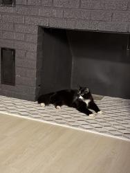 Lost Female Cat last seen Marilyn ave Syracuse ny. Sandra lane Syracuse. Brooklyn pickle in north Syracuse, Syracuse, NY 13212