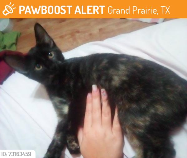 Found/Stray Female Cat last seen Seguin school parking lot, Grand Prairie, TX 75051