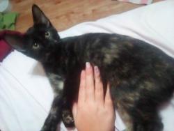 Found/Stray Female Cat last seen Seguin school parking lot, Grand Prairie, TX 75051