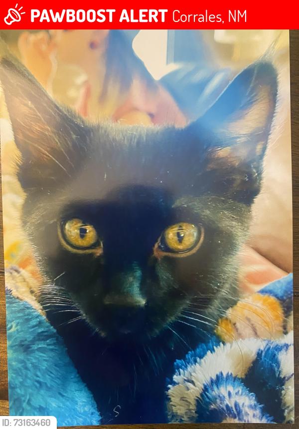 Lost Male Cat last seen W Meadowlark and Loma Larga, Corrales, NM 87048