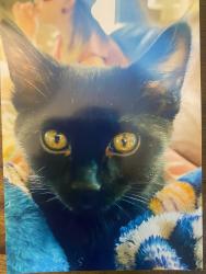 Lost Male Cat last seen W Meadowlark and Loma Larga, Corrales, NM 87048
