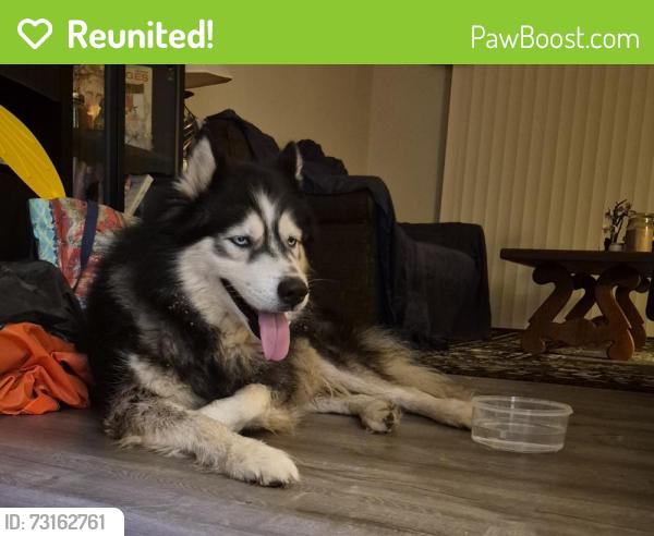 Reunited Male Dog last seen Coyle Creek Commons apmts, Fair Oaks, CA 95628
