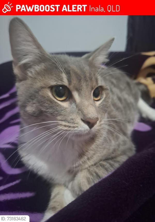 Lost Male Cat last seen Wedgetail street Inala, Inala, QLD 4077