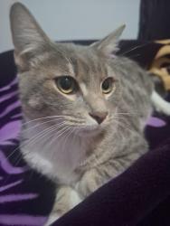 Lost Male Cat last seen Wedgetail street Inala, Inala, QLD 4077