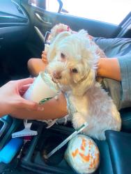 Reunited Female Dog last seen Westpark loop south and 260th ln, Buckeye, AZ 85326