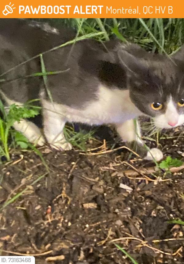 Found/Stray Unknown Cat last seen Parc, Montréal, QC H2V 0B1