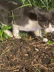 Found/Stray Unknown Cat last seen Parc, Montréal, QC H2V 0B1