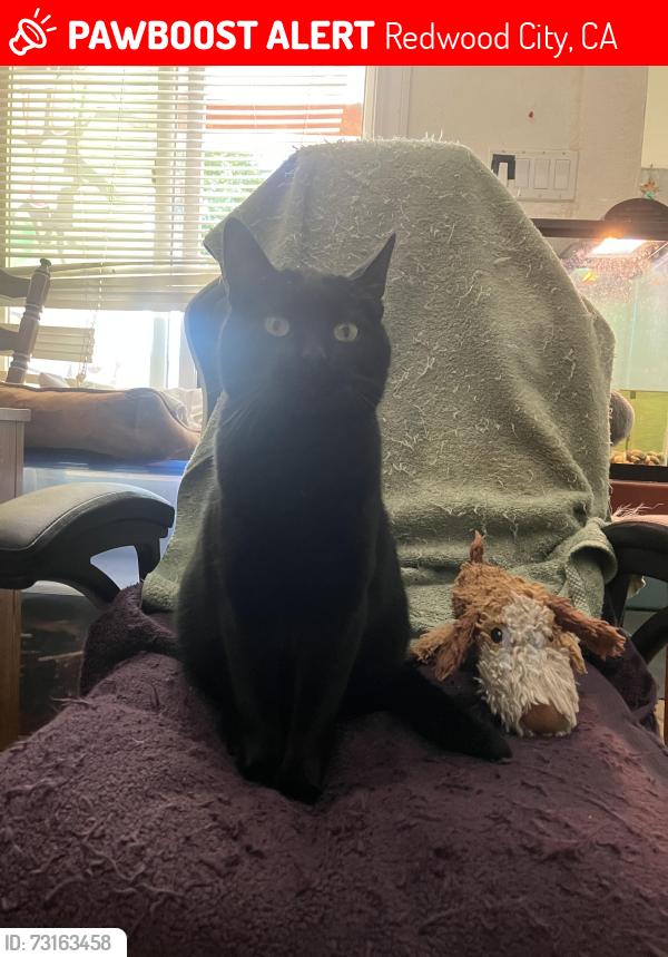 Lost Male Cat last seen Middlefield Rd, Redwood City, CA 94063