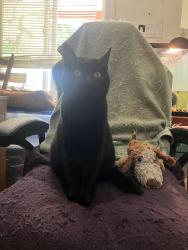 Lost Male Cat last seen Middlefield Rd, Redwood City, CA 94063