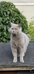 Lost Male Cat last seen Last seen at surrounding hses, Warrington, England 
