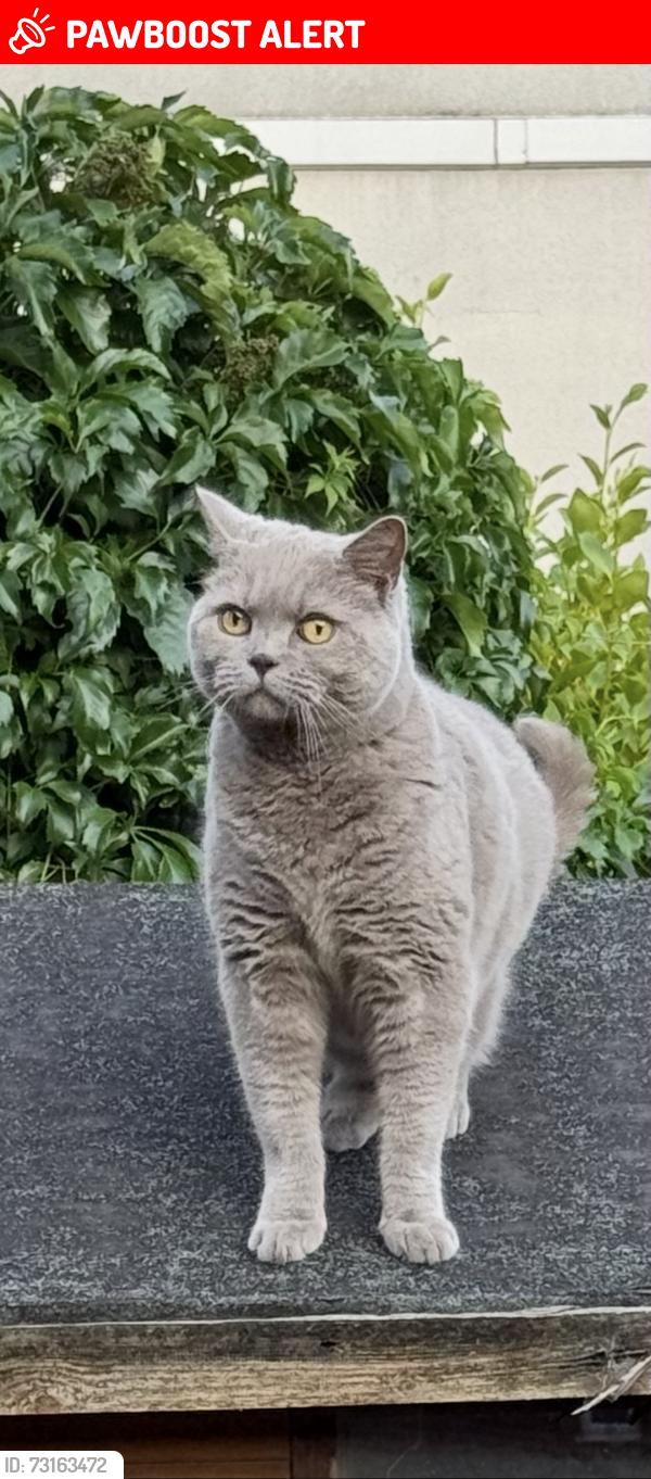 Lost Male Cat last seen Last seen at surrounding hses, Warrington, England 