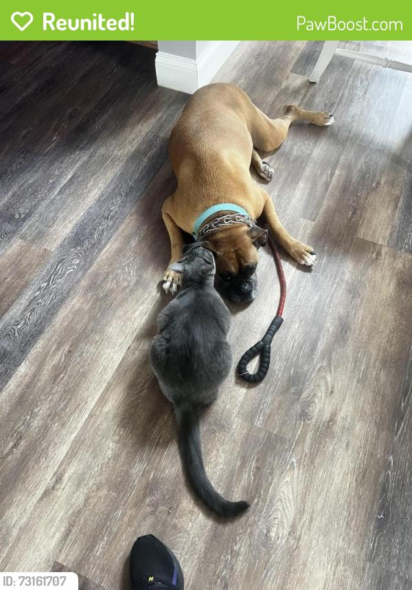 Reunited Female Cat last seen The Landings, Longwood, FL 32750