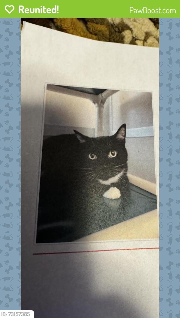 Reunited Male Cat last seen 112th or 128th. 118th or 120h, Puyallup, WA 98373
