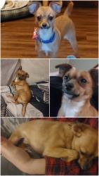 Lost Male Dog last seen Patchen Dr., Richmond Road, shamrock bar & grill, waffle hse nearby, Lexington, KY 40517
