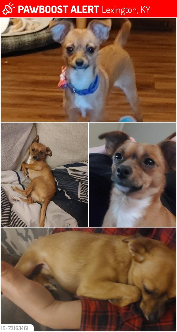 Lost Male Dog last seen Patchen Dr., Richmond Road, shamrock bar & grill, waffle hse nearby, Lexington, KY 40517