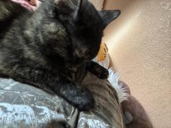 Reunited Female Cat last seen first and vrain, Denver, CO 80219