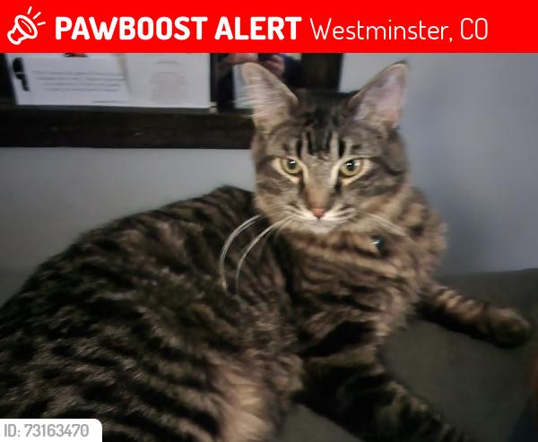 Lost Male Cat last seen 88th n Wadsworth / park and the school by Marcos pizza, Westminster, CO 80021