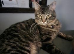 Lost Male Cat last seen 88th n Wadsworth / park and the school by Marcos pizza, Westminster, CO 80021