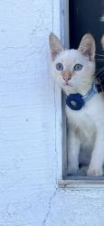 Reunited Male Cat last seen Ma, Grover Beach, CA 93433