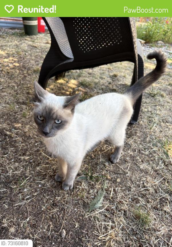 Reunited Male Cat last seen Duke and 60th Pl, Portland, OR 97206