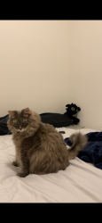 Reunited Female Cat last seen McLaughlin and Mayfield, Caledon, ON L7C 4M2